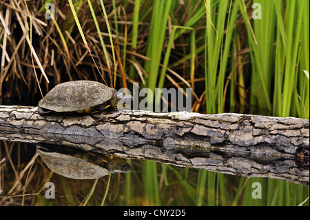 European pond terrapin, testuggine palustre, European pond tartaruga (Emys orbicularis), seduto su un tronco di albero giacente su un laghetto, Francia, Corsica Foto Stock