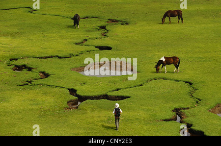 Femmina wanderer per raggiungere a piedi i cavalli al pascolo in prossimità delle bocche di acqua di disgelo del Lac de Nino, Francia, Corsica Foto Stock