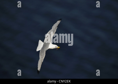 Nero-zampe (kittiwake Rissa tridactyla, Larus tridactyla), volare con materiale di nidificazione nel suo becco, Germania, Schleswig-Holstein, Isola di Helgoland, Ile de Brhat Foto Stock