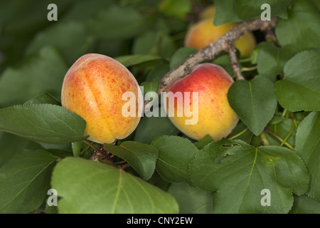 Albero di albicocche (Prunus armeniaca), albicocche su un ramo Foto Stock