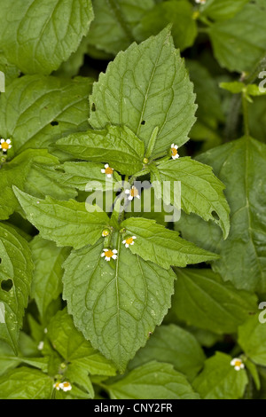 Shaggy soldato, galinsoga Peloso (Galinsoga ciliata), fioritura, Germania Foto Stock