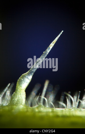 Ortica (Urtica dioica), ripresa macro di un pelo urticante, Germania Foto Stock