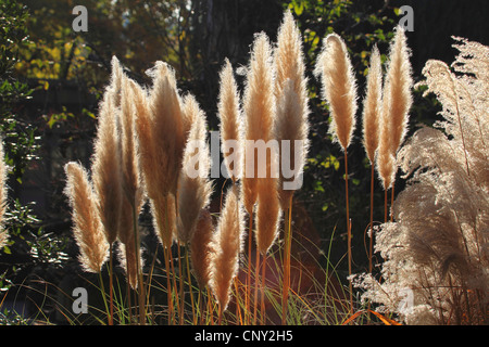 Erba di Pampas o Cortaderia selloana pianta perenne fiorente che cresce in  forma della boccola grande con foglie verdi lunghe e sottili con bordi  affilati Foto stock - Alamy