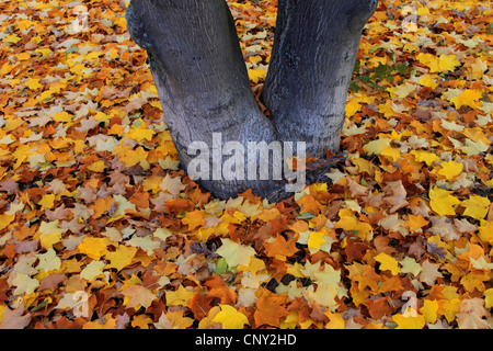 Norvegia (acero Acer platanoides), foglie di autunno sul terreno, Germania Foto Stock