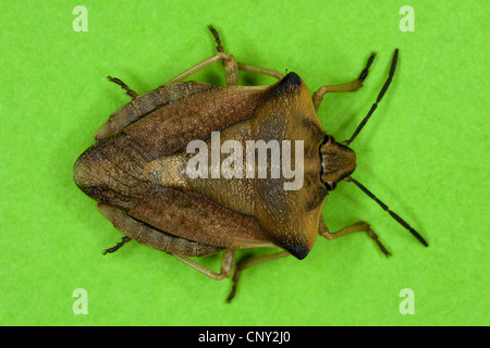Bug di protezione (Carpocoris fuscispinus), Germania Foto Stock