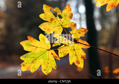 L'acero campestre, acero comune (Acer campestre), foglie di autunno su un ramoscello, Germania Foto Stock