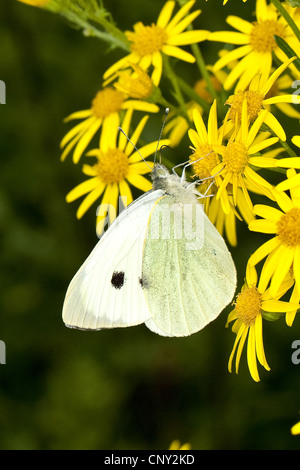 Grande bianco (Sarcococca brassicae), su tansy erba tossica, Germania Foto Stock