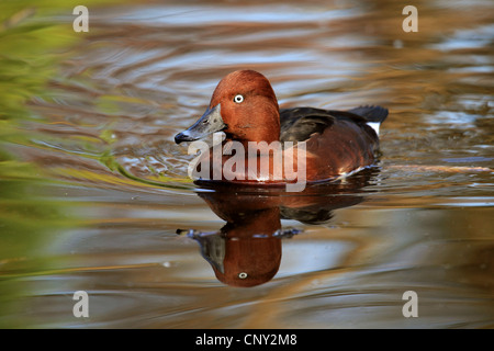 Moretta tabaccata (Aythya nyroca), nuoto maschio, Germania Foto Stock