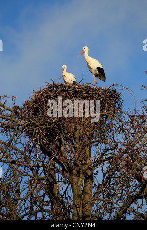 Cicogna bianca (Ciconia ciconia), nel loro nido su un albero, Germania Foto Stock