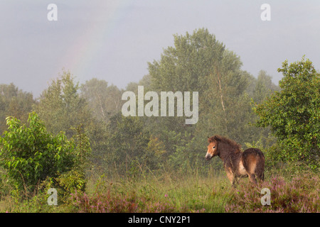 Exmoor pony (Equus przewalskii f. caballus), durante le precipitazioni, Germania, Schleswig-Holstein Foto Stock