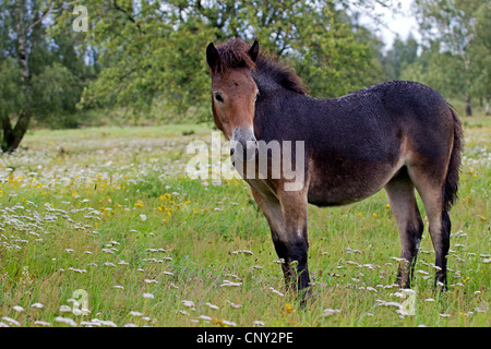 Exmoor pony (Equus przewalskii f. caballus), in un prato, Germania, Schleswig-Holstein Foto Stock