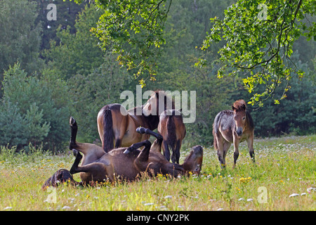 Exmoor pony (Equus przewalskii f. caballus), giumente con puledri in un prato, Germania, Schleswig-Holstein Foto Stock