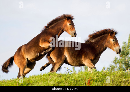 Exmoor pony (Equus przewalskii f. caballus), due puledri in un prato romping, Germania, Schleswig-Holstein Foto Stock