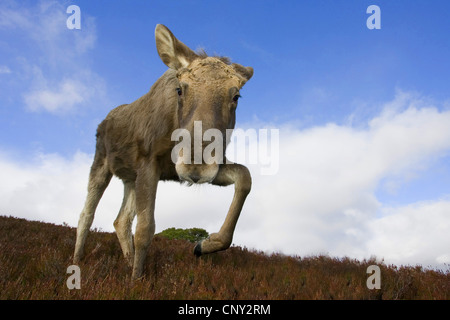 Elk, alci europea (Alces alces alces), guardando verso la telecamera curiosamente, Regno Unito, Scozia, Alladale deserto riserva Foto Stock