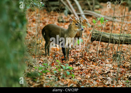 Il cinese muntjac, Reeve's muntjac (Muntiacus reevesi), in piedi Foto Stock