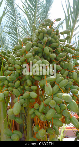 Data palm (Phoenix dactylifera), la fruttificazione con date immaturo, Spagna, Balearen, Maiorca Foto Stock