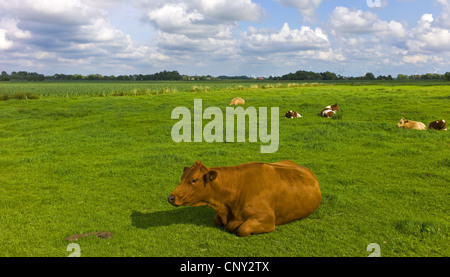 Gli animali domestici della specie bovina (Bos primigenius f. taurus), vacche da latte in appoggio in un pascolo, Germania, Bassa Sassonia Foto Stock