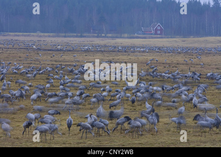 Gru comune (grus grus), gregge alla ricerca di cibo all'alba, Svezia, Hornborga Foto Stock