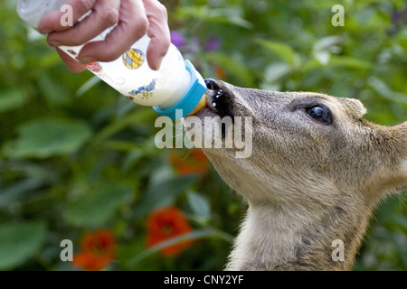 Il capriolo (Capreolus capreolus), giovani roebuck essendo alimentato con una bottiglia di latte Foto Stock
