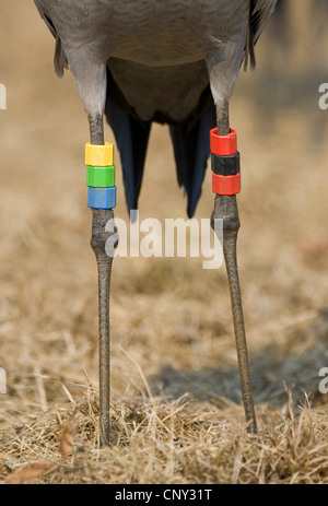 Gru comune (grus grus), close up di anelli di gamba, Svezia, Hornborga Foto Stock