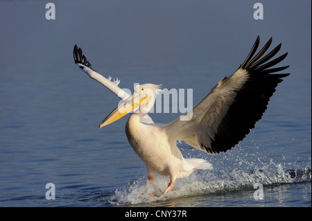 Orientale pellicano bianco (Pelecanus onocrotalus), atterraggio su acqua, Grecia, Macedonia, lago di Kerkini Foto Stock