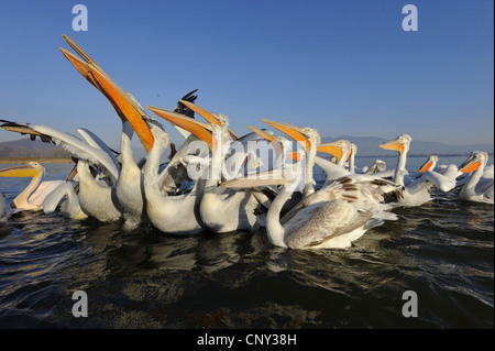 Pellicano dalmata (Pelecanus crispus), nuoto gruppo guardando in alto, viene alimentato, Grecia, Macedonia, lago di Kerkini Foto Stock