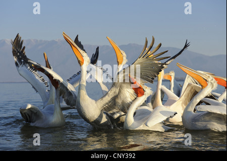 Pellicano dalmata (Pelecanus crispus), nuoto gruppo guardando in alto, viene alimentato, Grecia, Macedonia, lago di Kerkini Foto Stock