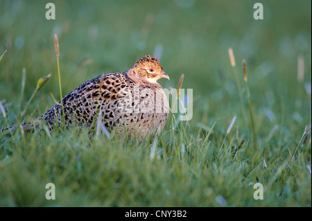 Il fagiano comune, Caucaso, Fagiano Fagiano caucasico (Phasianus colchicus), femmina seduto in erba, Germania, Bassa Sassonia, Spiekeroog Foto Stock