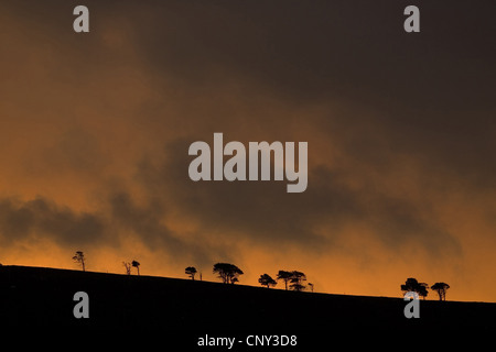 Alba sul piccolo residuo di foresta di pini, Regno Unito, Scozia, Cairngorms National Park Foto Stock