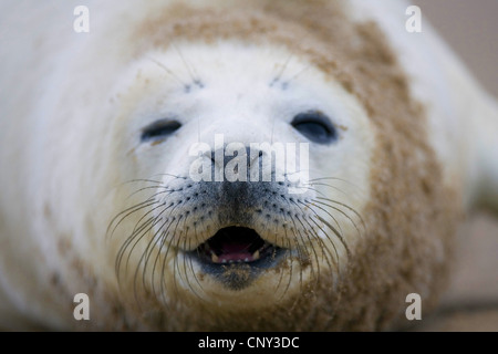 Guarnizione grigio (Halichoerus grypus), guarnizione pup, ritratto, Regno Unito, Inghilterra Foto Stock