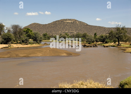 Elefante africano (Loxodonta africana), Elefanti Africani che attraversano il fiume Ewaso N'giro nel Samburu NP, Kenya, Samburu Riserva nazionale Foto Stock