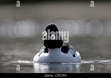 Comune di goldeneye, goldeneye anatroccolo (Bucephala clangula), maschio sull'acqua, Regno Unito Inghilterra Foto Stock