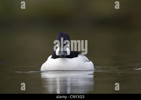 Comune di goldeneye, goldeneye anatroccolo (Bucephala clangula), maschio sull'acqua, Regno Unito Inghilterra Foto Stock
