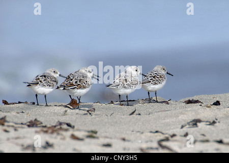 Little stint (Calidris minuta), seduto sulla sabbia, Norvegia, Jaeren Foto Stock