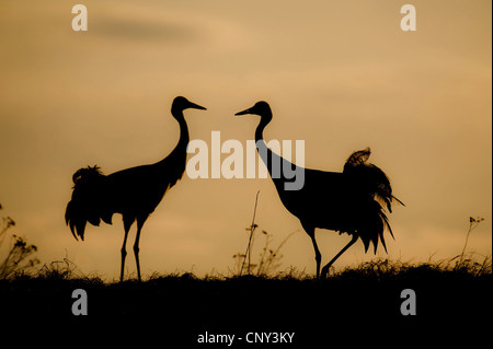 Gru comune (grus grus), sagome al tramonto, Svezia, Lago Hornborga Foto Stock