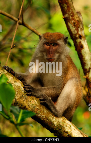 Macachi mangiatori di granchi, Java macaco macaco Longtailed (Macaca fascicularis, Macaca IRU), maschio in appoggio su un ramo, Malaysia Sarawak, Bako National Park Foto Stock