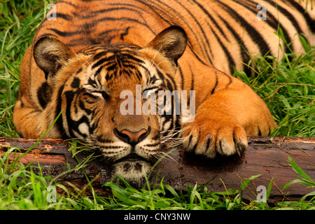 Tiger: la malese (Panthera tigris jacksoni), dormendo, Malaysia Sabah, Lok Kawi Wildlife Park, Kota Kinabalu Foto Stock