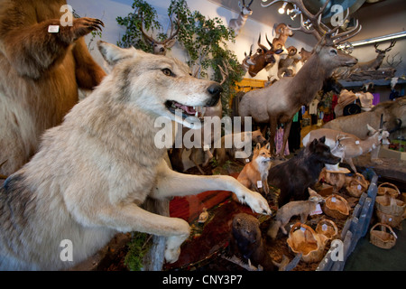 Legname lupo (Canis lupus lycaon), ripieni di lupo grigio come parte del negozio animale trofeo selezione, STATI UNITI D'AMERICA, Wyoming Grand Teton NP, Jackson Hole Foto Stock