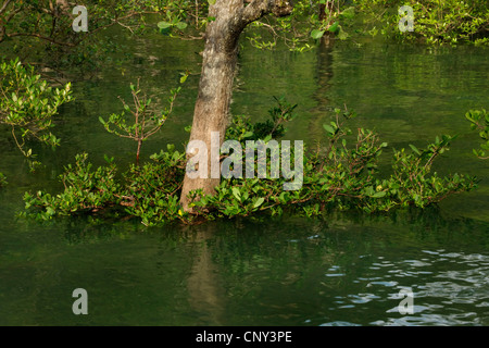 Mangrove, Malesia, Borneo Bako National Park, Sarawak Foto Stock