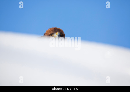 Aquila reale (Aquila chrysaetos), il peering da dietro un Snow Drift, Regno Unito, Scozia, Cairngorms National Park Foto Stock