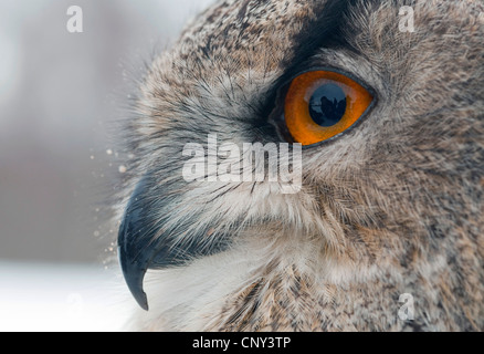 Nord del gufo reale (Bubo bubo), ritratto, Regno Unito, Scozia Foto Stock