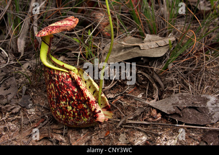 Raffles pianta brocca (Nepenthes rafflesiana), foglie, Malesia, Borneo Bako National Park, Sarawak Foto Stock