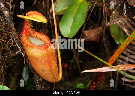 Villosa pianta brocca (Nepenthes villosa), foglie, Malesia, Borneo Bako National Park, Sarawak Foto Stock
