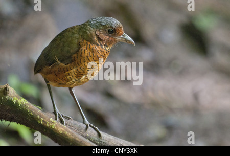 Antpitta gigante (Grallaria gigantea), seduto su un ramo, Ecuador, Mindo Foto Stock