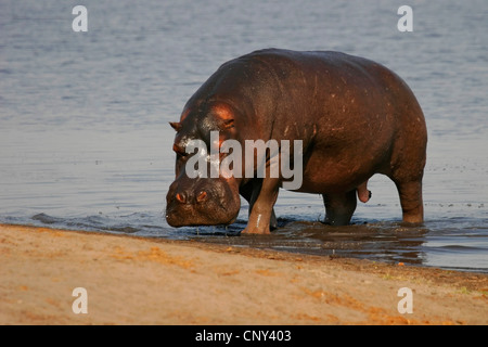 Ippopotamo, ippopotami, comune ippopotamo (Hippopotamus amphibius), lasciando un posto di acqua, Botswana Chobe National Park Foto Stock