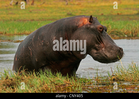 Ippopotamo, ippopotami, comune ippopotamo (Hippopotamus amphibius), lasciando un posto di acqua, Botswana Chobe National Park Foto Stock