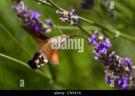 Hummingbird hawkmoth (Macroglossum stellatarum), aspirando il nettare a lavanda, Croazia, Istria Foto Stock