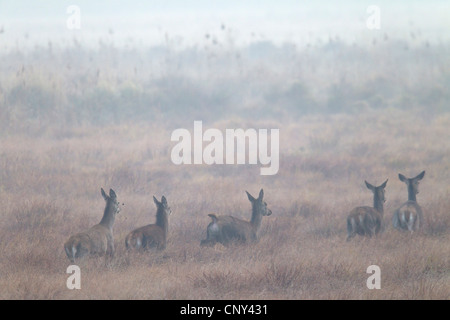 Il cervo (Cervus elaphus), pack di vacche di camminare in un prato di mattina nebbia, in Germania, in Sassonia, Oberlausitz Foto Stock