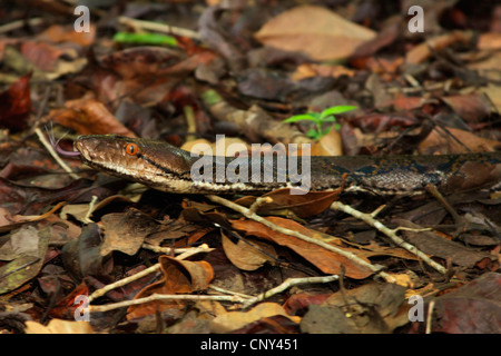 Pitone reticolato, Diamond Python, Java rock (Python Python reticulatus), sul terreno, Malesia, Borneo Sarawak Foto Stock