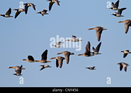 Bianco-fronteggiata goose (Anser albifrons), bianco-fronteggiata Oche, Graylag oche &AMP; Oche facciabianca volano insieme nella parte anteriore del cielo blu, Germania, Schleswig-Holstein Foto Stock